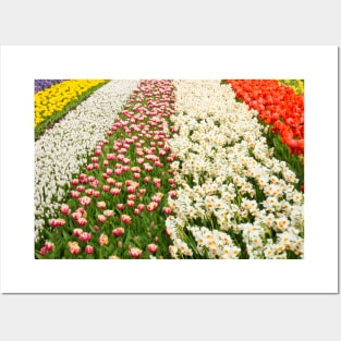 Keukenhof Tulip Festival, Holland Posters and Art